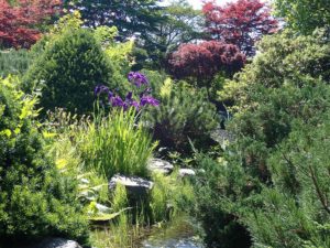 ハナショウブ全体