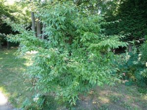 ヒメシャラ全体