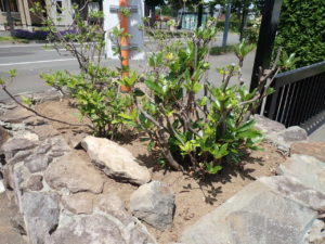 ボランティア活動3