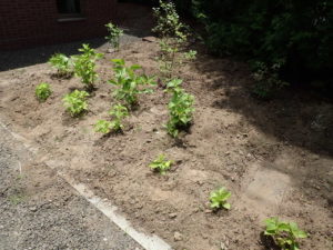 ボランティア活動4