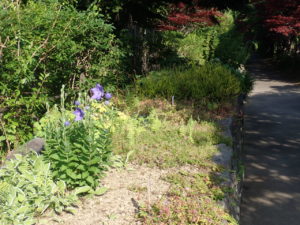 ボランティア活動5