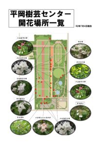 平岡樹芸センター7月4日開花状況
