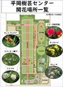 8月15日開花状況
