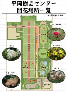 8月8日開花状況