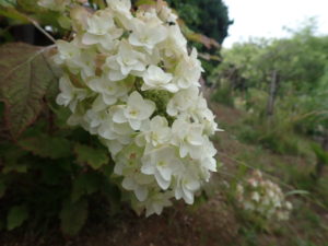 カシワバアジサイ