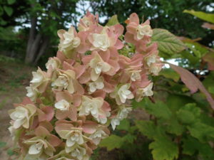 カシワバアジサイ