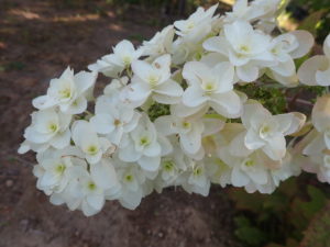 カシワバアジサイ