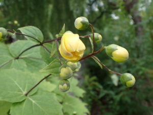 キレンゲショウマ