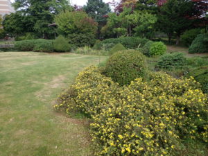 キンロバイ全体