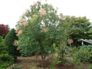 スモークツリー