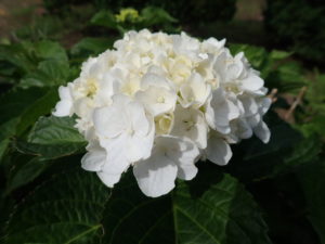 セイヨウアジサイ