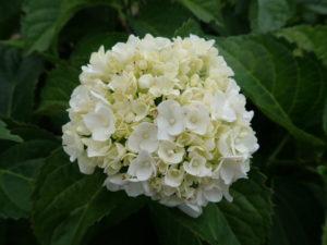 セイヨウアジサイ