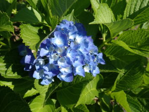 セイヨウアジサイ