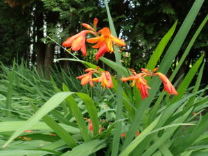 モントブレチア