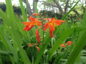 モントブレチア