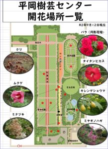 9月12日開花状況