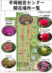 9月26日開花状況