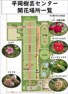 9月5日開花状況