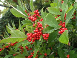 ウメモドキ（果実）