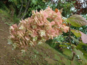 カシワバアジサイ