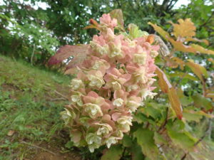 カシワバアジサイ