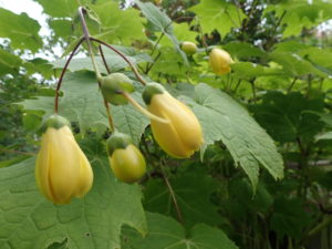 キレンゲショウマ