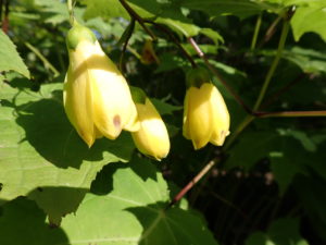 キレンゲショウマ