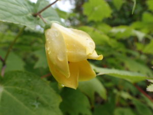 キレンゲショウマ