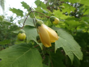 キレンゲショウマ