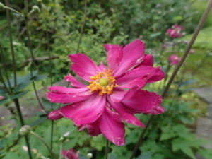 シュウメイギク