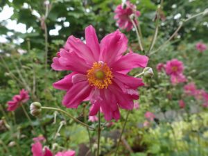 シュウメイギク