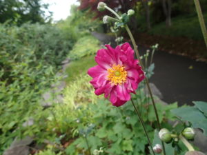 シュウメイギク