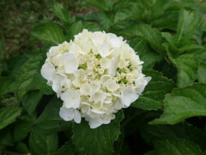 セイヨウアジサイ