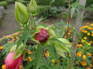 タイタンビカス