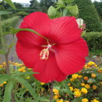 タイタンビカス