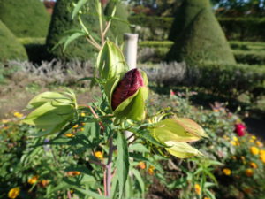 タイタンビカス