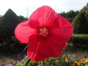 タイタンビカス