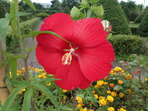 タイタンビカス