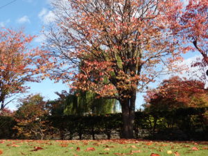 エゾヤマザクラ