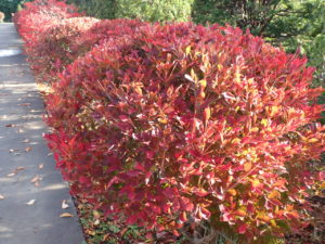 ドウダンツツジ1