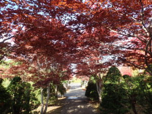 紅葉並木1