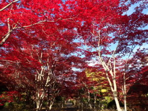 紅葉並木2