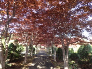 紅葉並木3