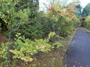 ウメモドキ紅白