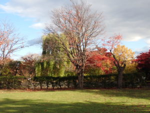 エゾヤマザクラ