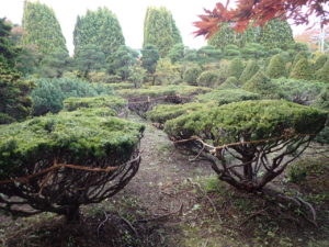 キャラボク冬囲い