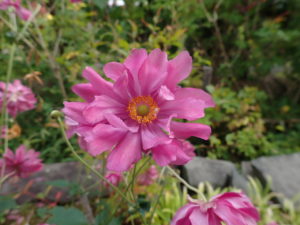 シュウメイギク