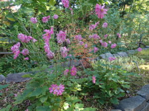 シュウメイギク