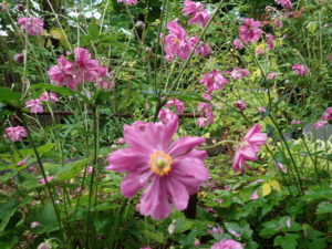 シュウメイギク