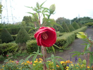 タイタンビカス